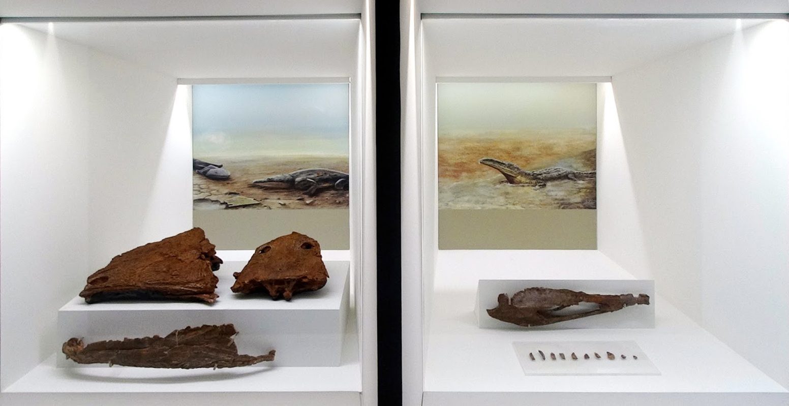 Figura 5 Loulé Exposição MNA Metoposaurus e fitossauro por NR2017