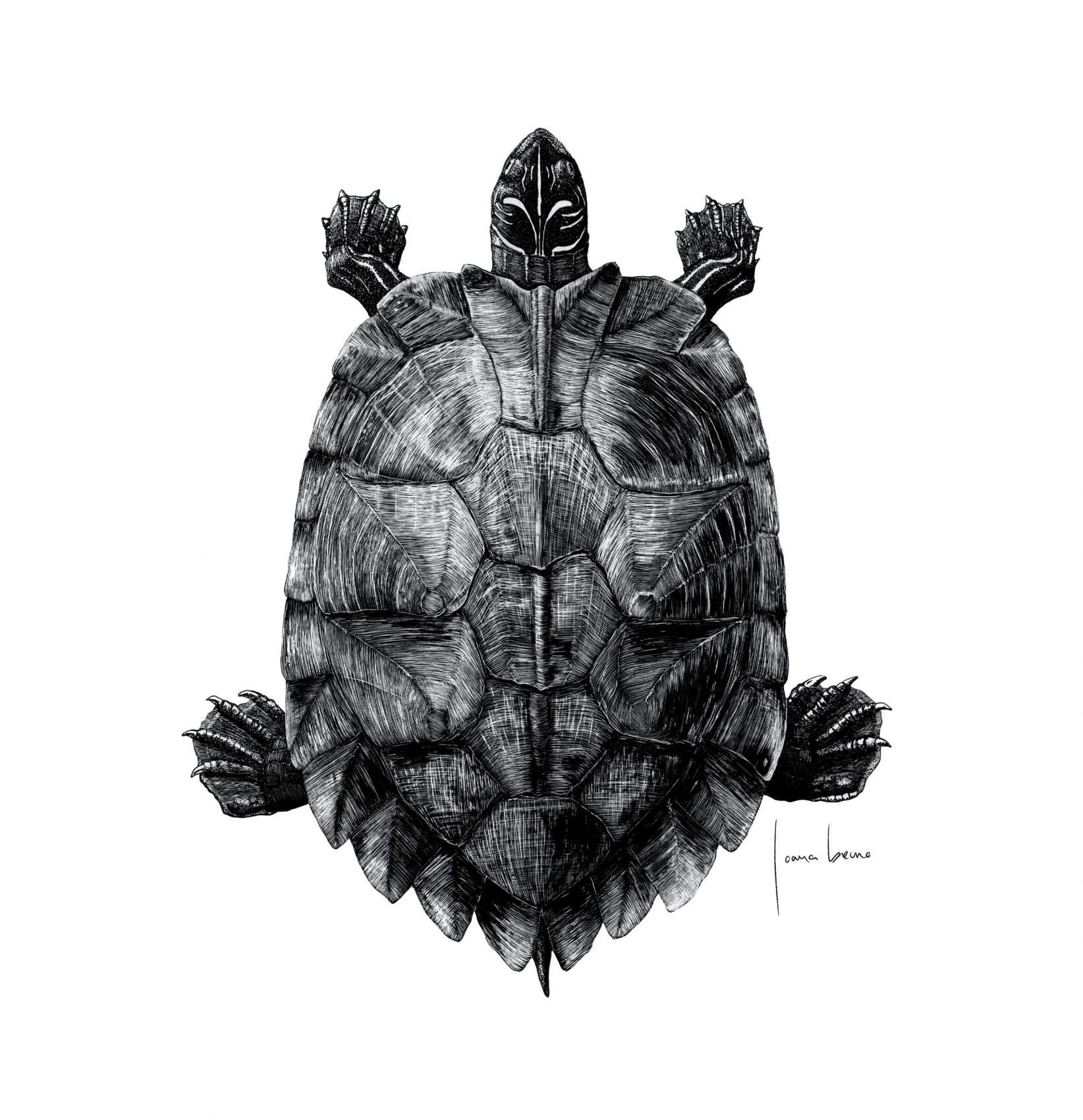 JB_Graptemys1_GNSI2013