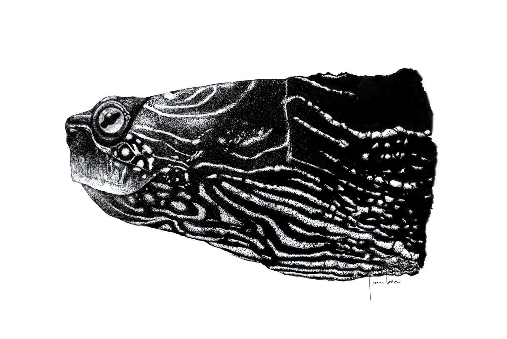 JB_Graptemys2_GNSI2013