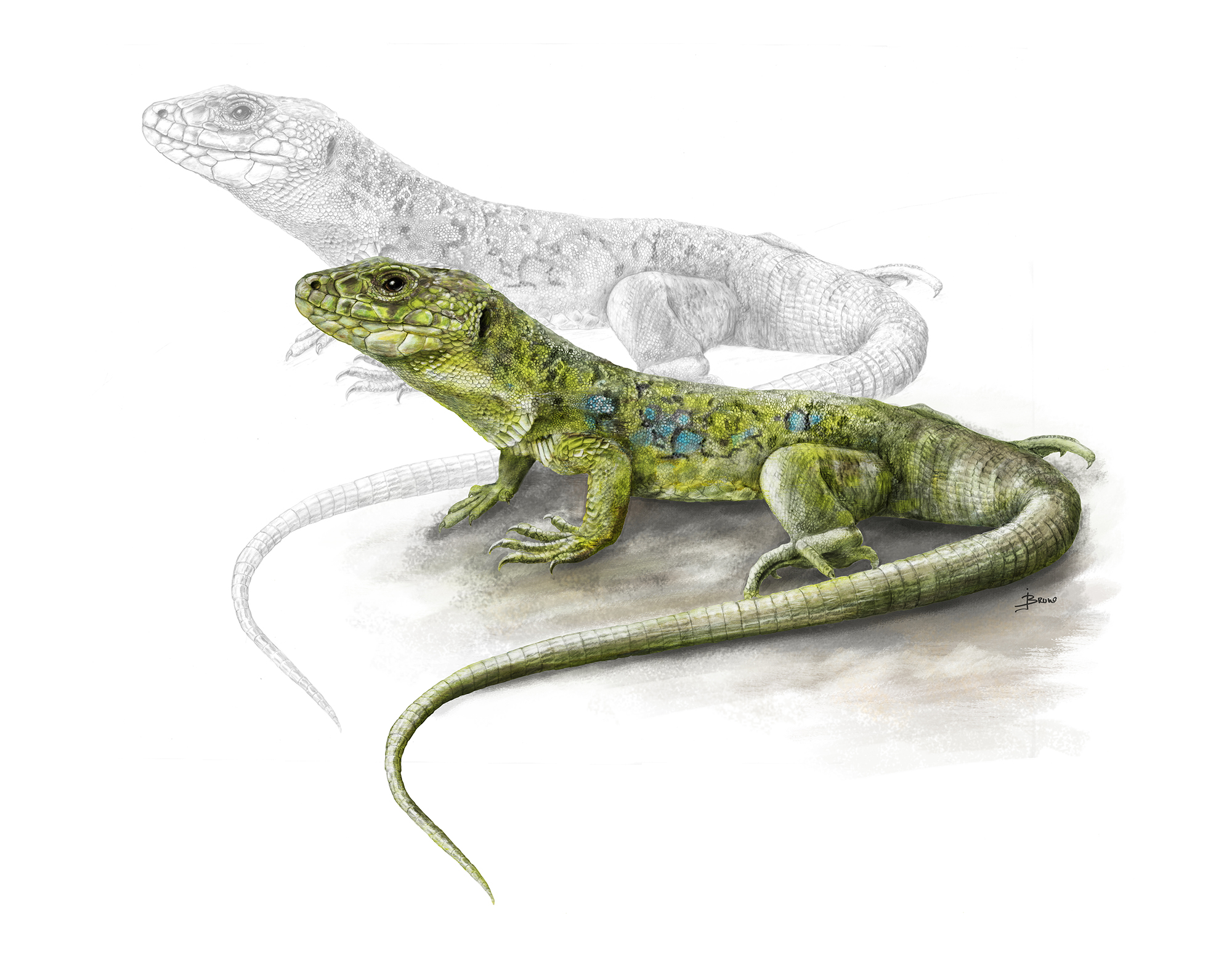 Lacerta_lepida_bwcolor