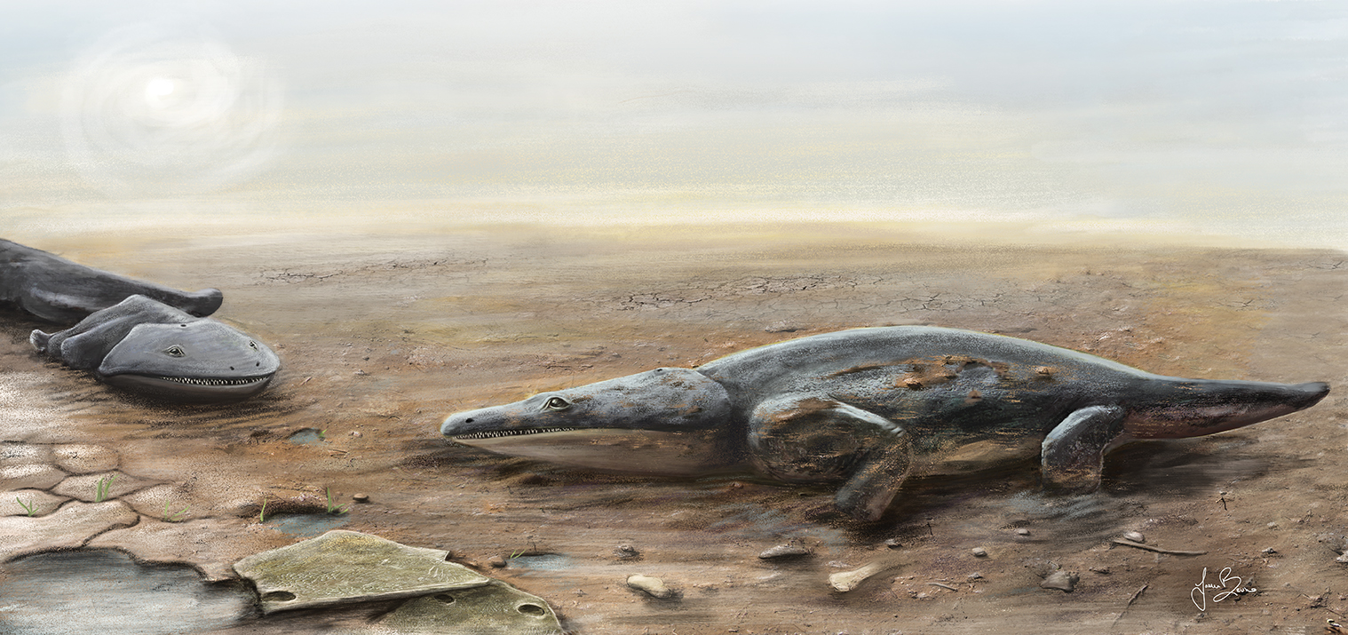 Metoposaurus_algarvensis