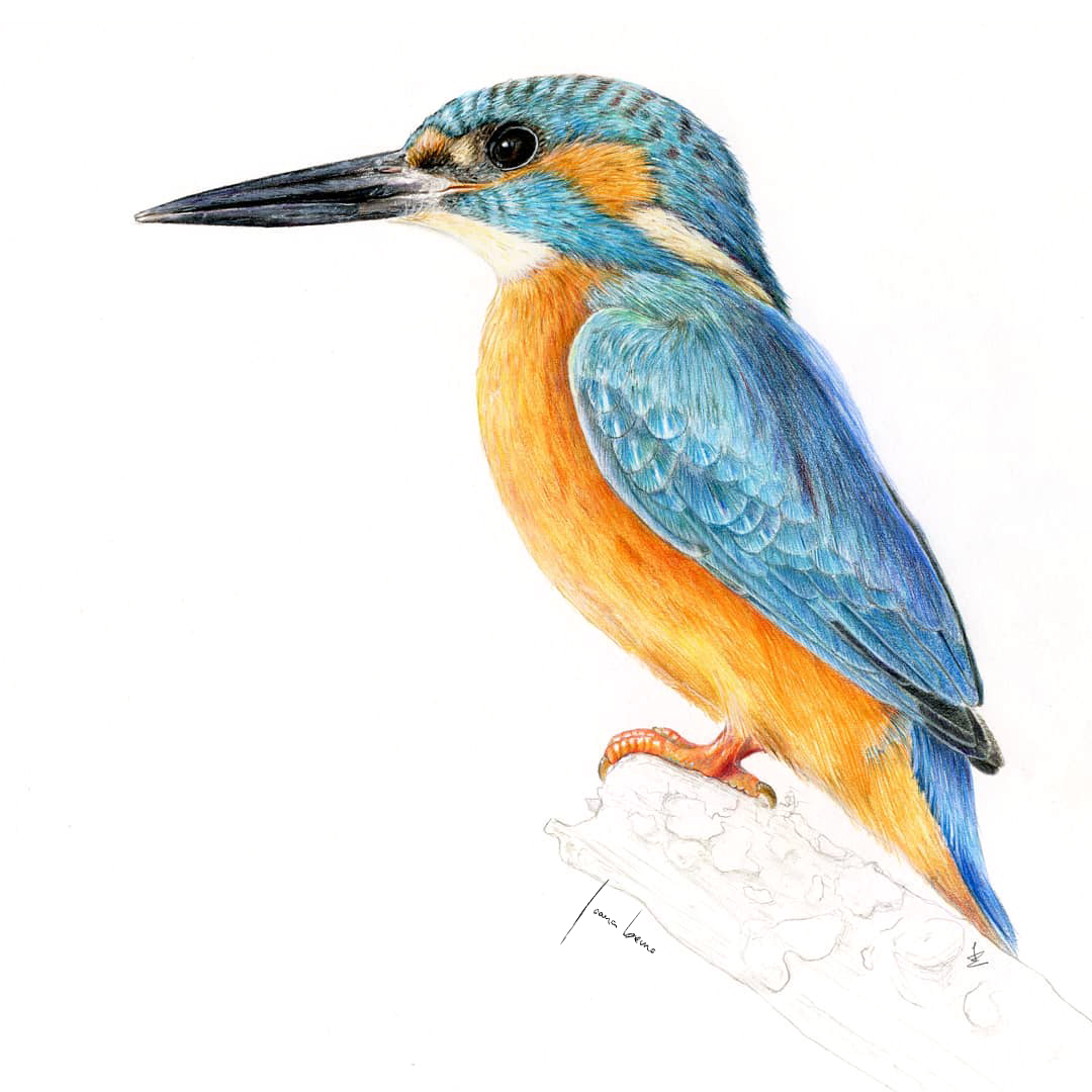 Alcedo_atthis_color