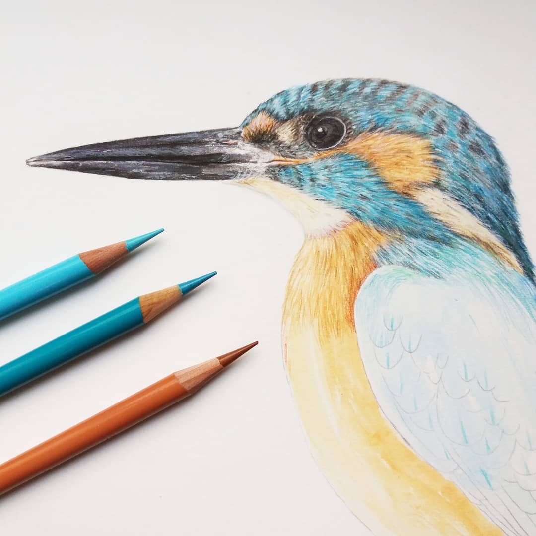 Alcedo_progress