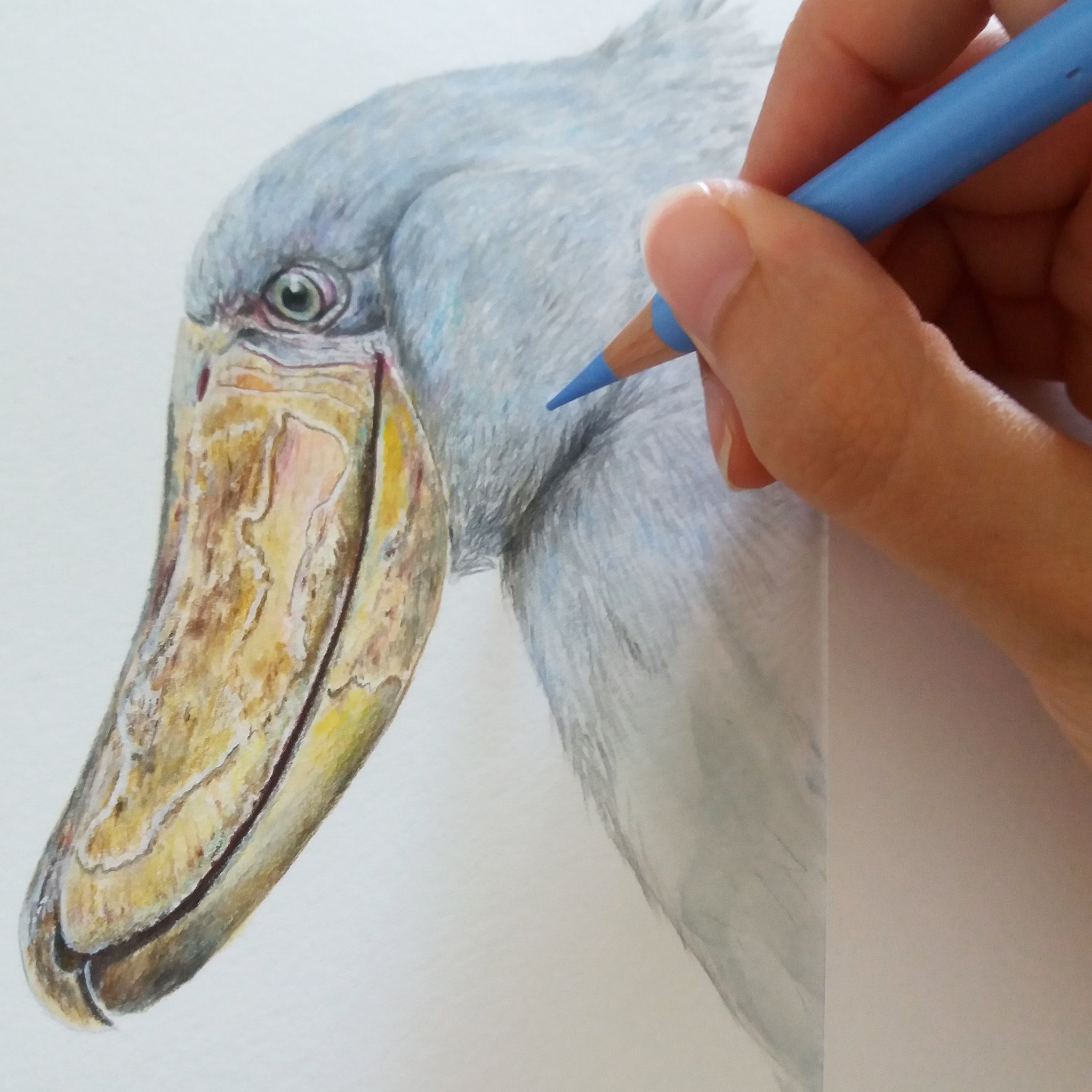 Shoebill_progress