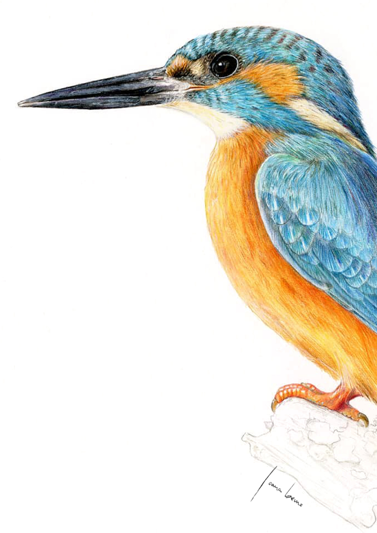 Kingfishers