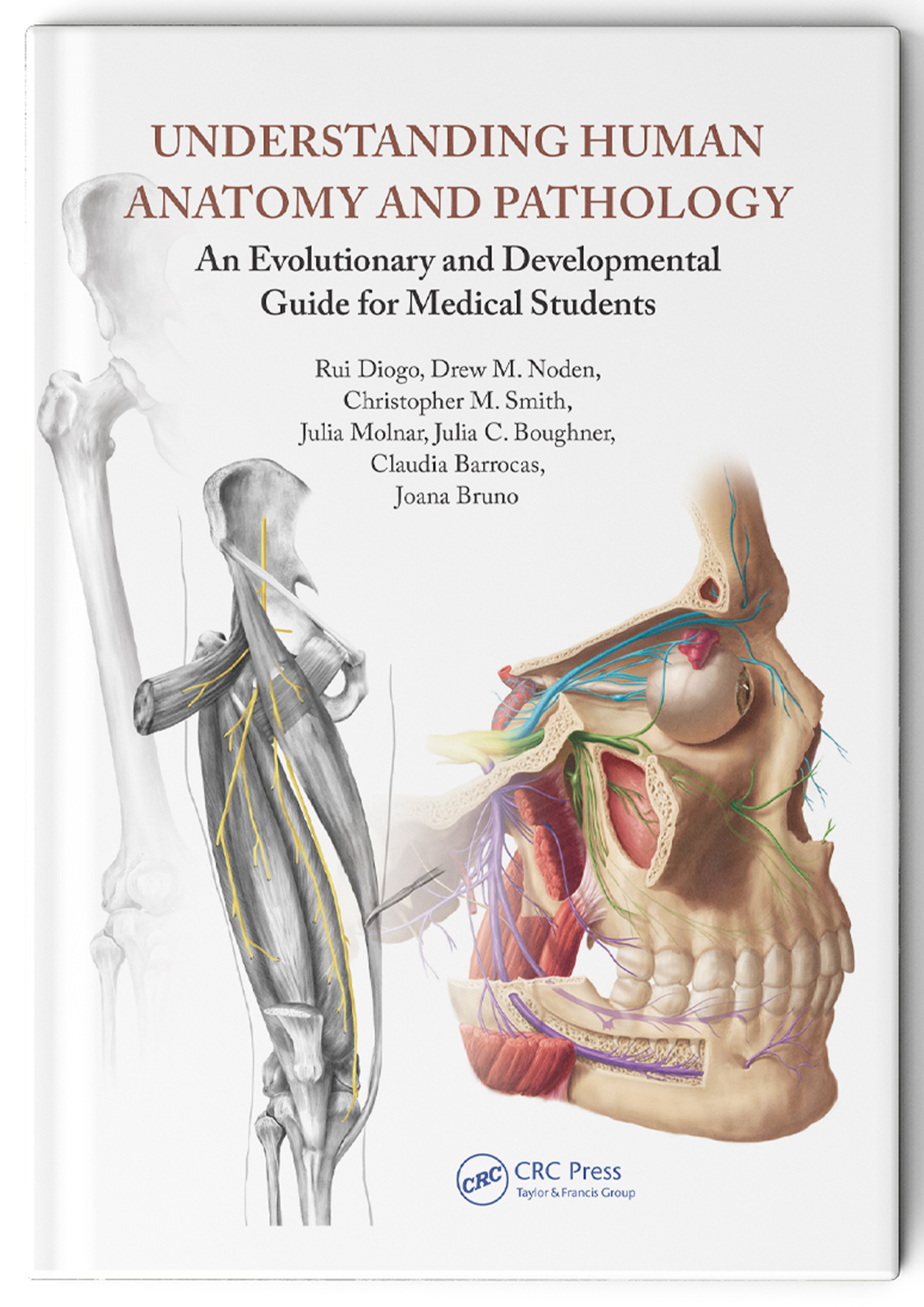 An anatomy manual
