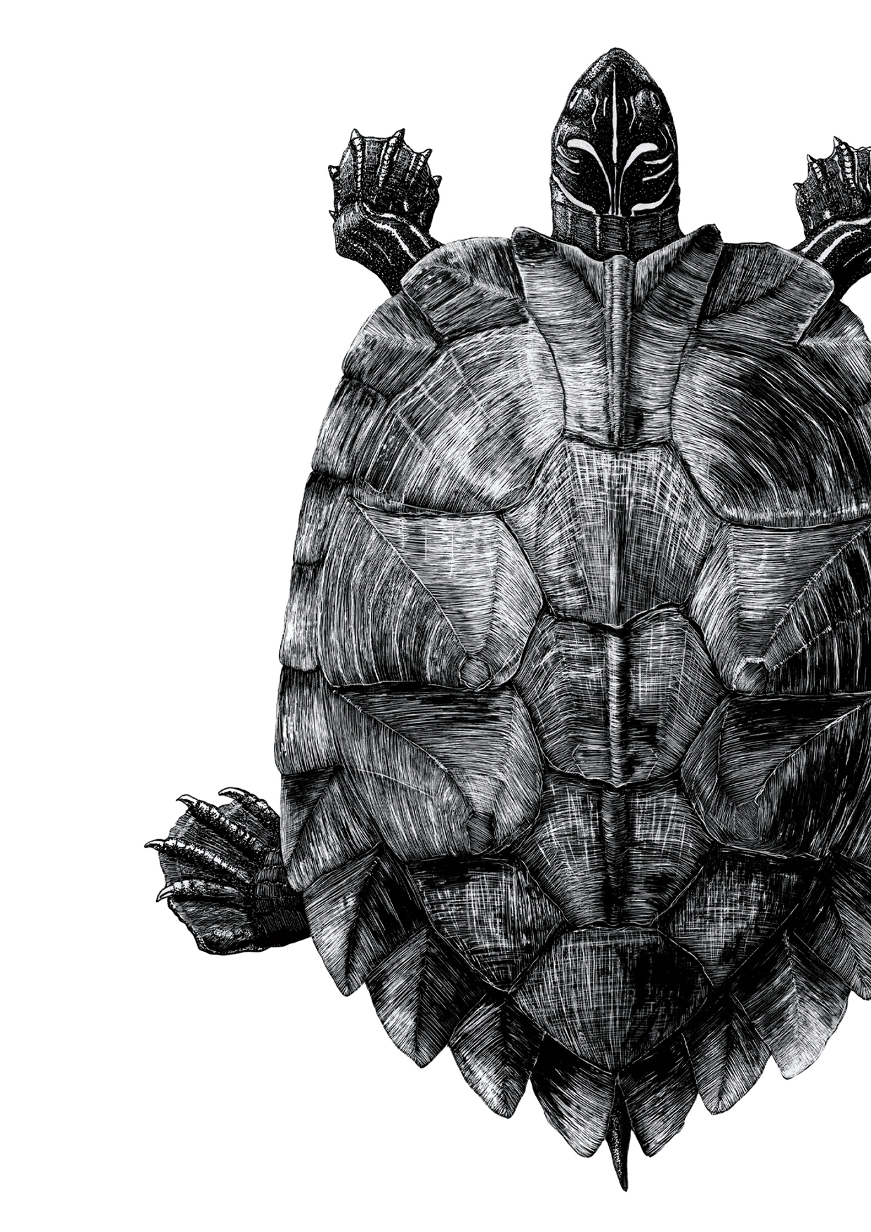 Holotype illustration