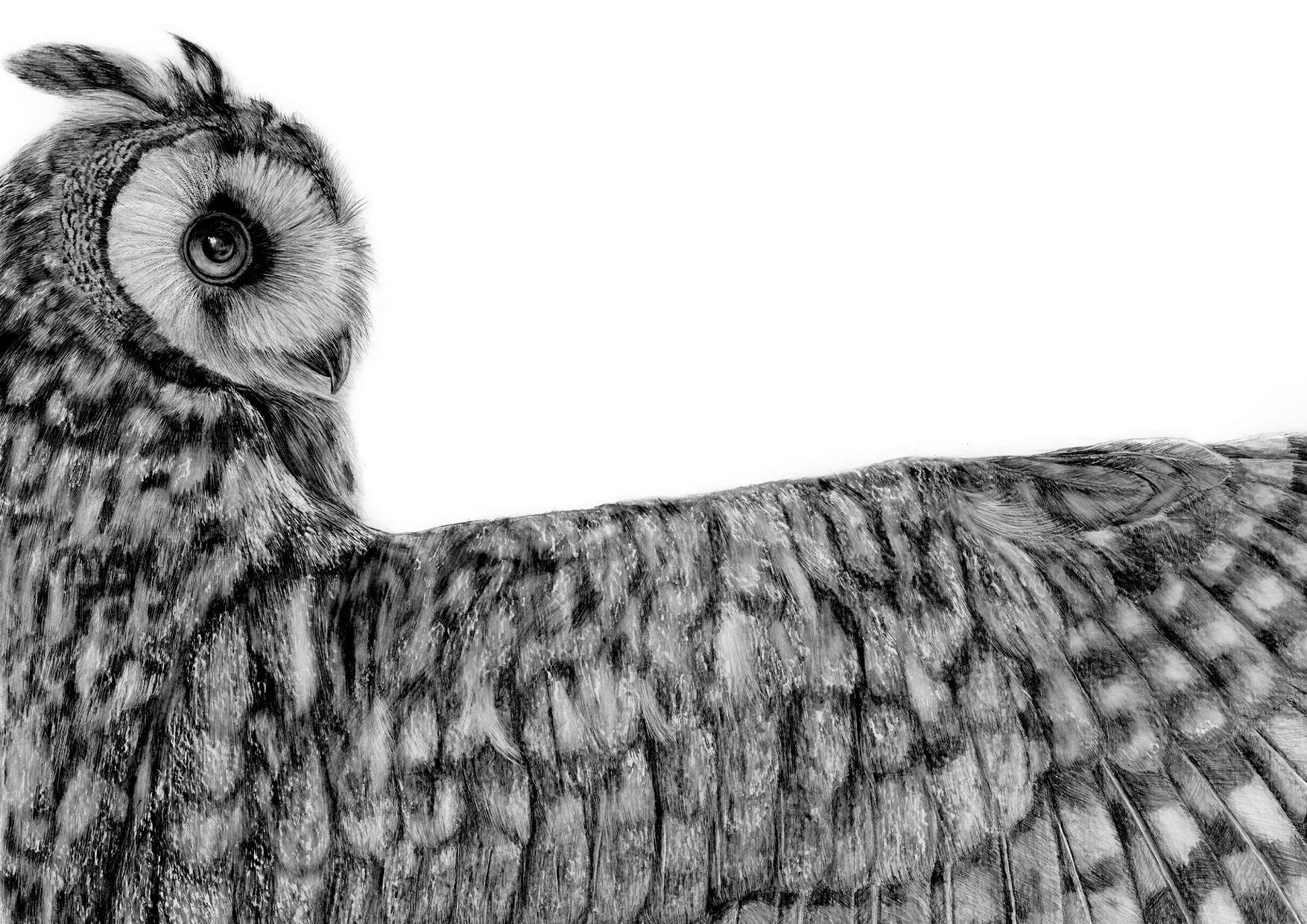 The silent flight of the owls