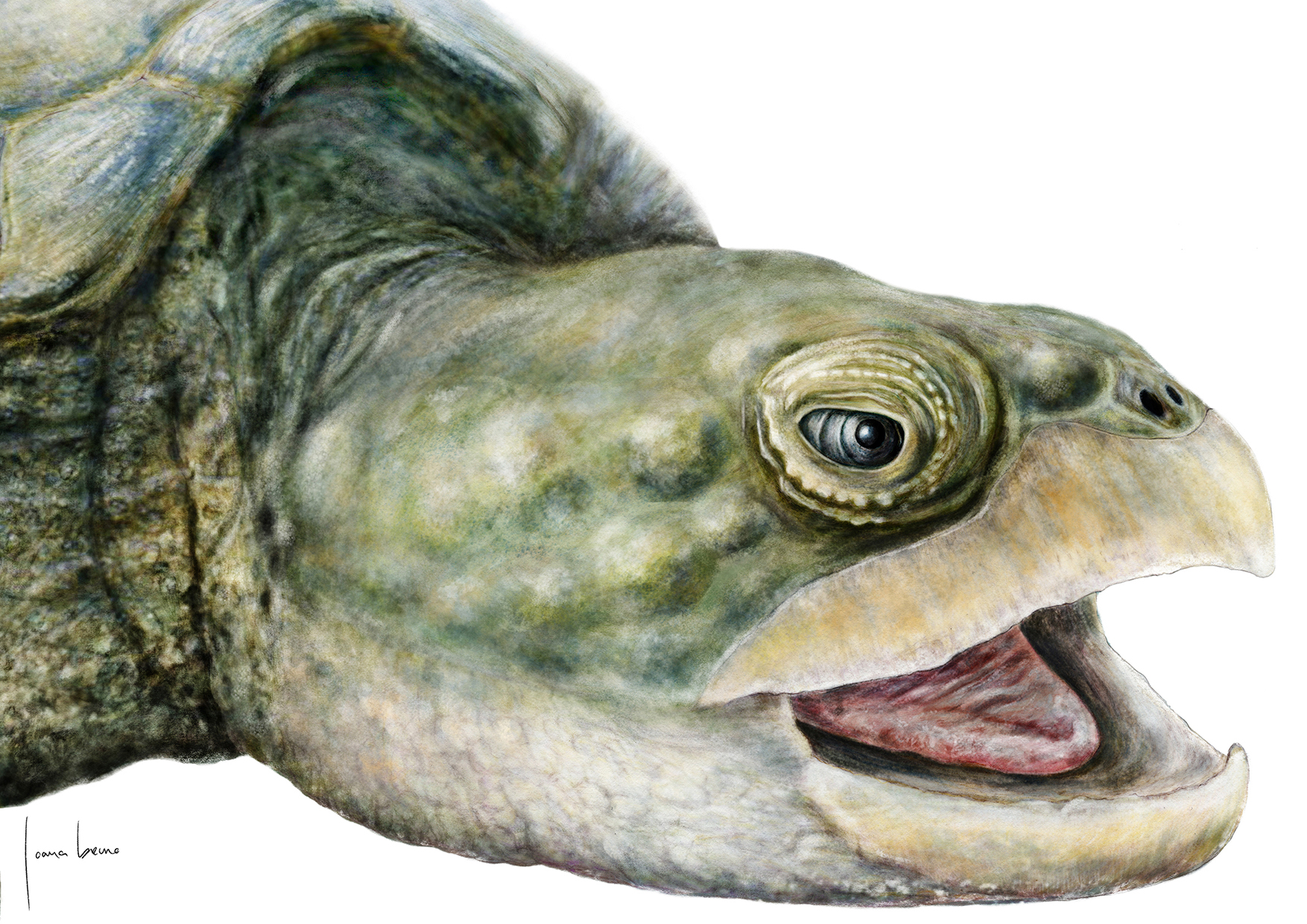 Projecto PaleoAngola