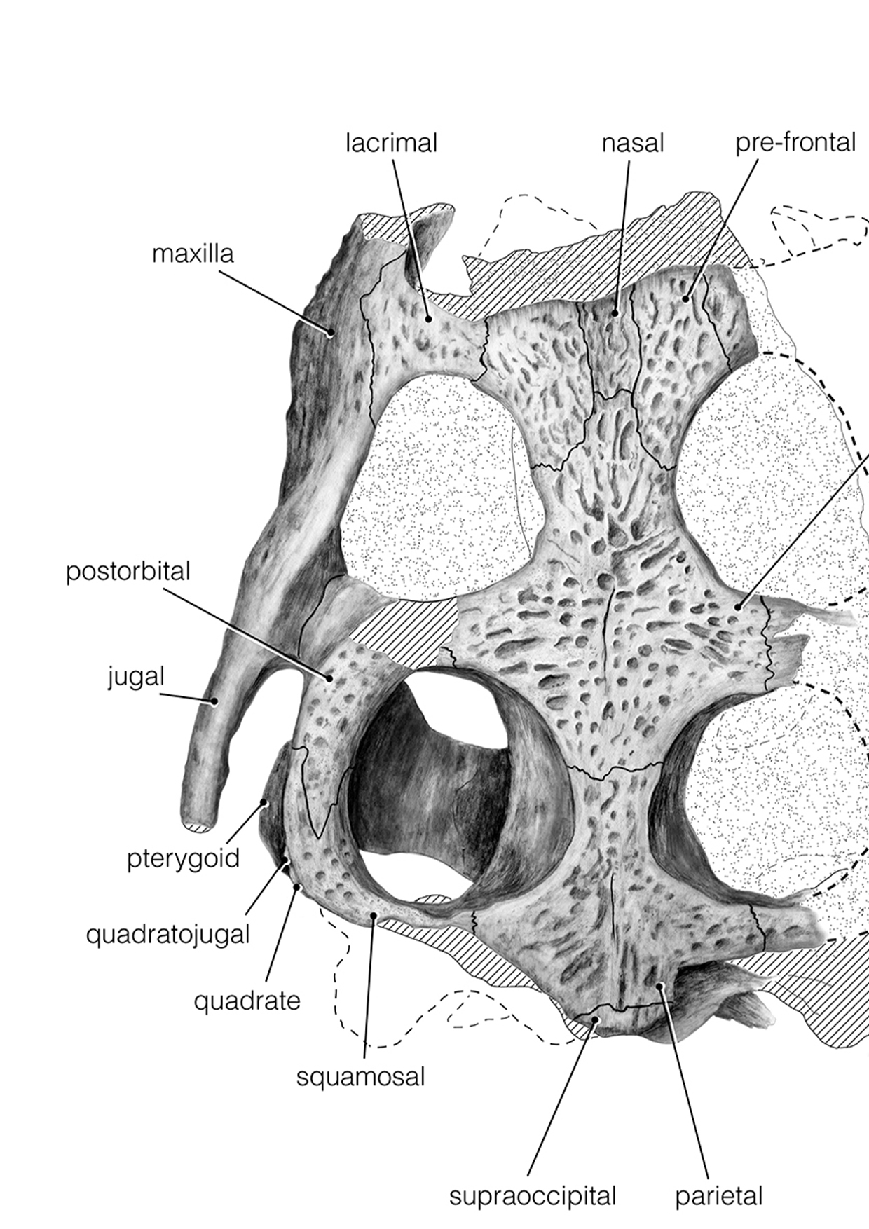 The oldest known fossil crocodile