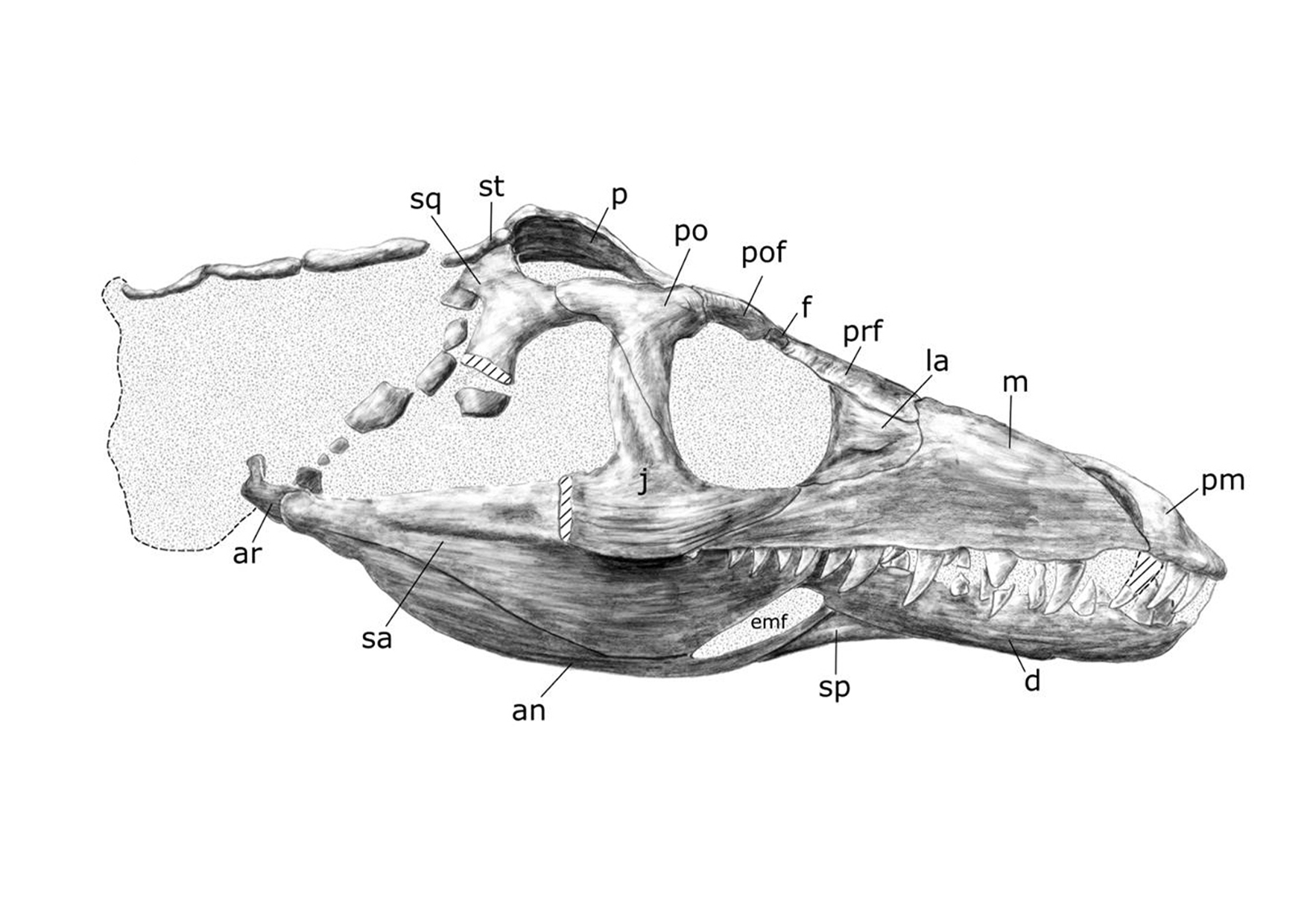 Filling the gaps of evolution in Brazil